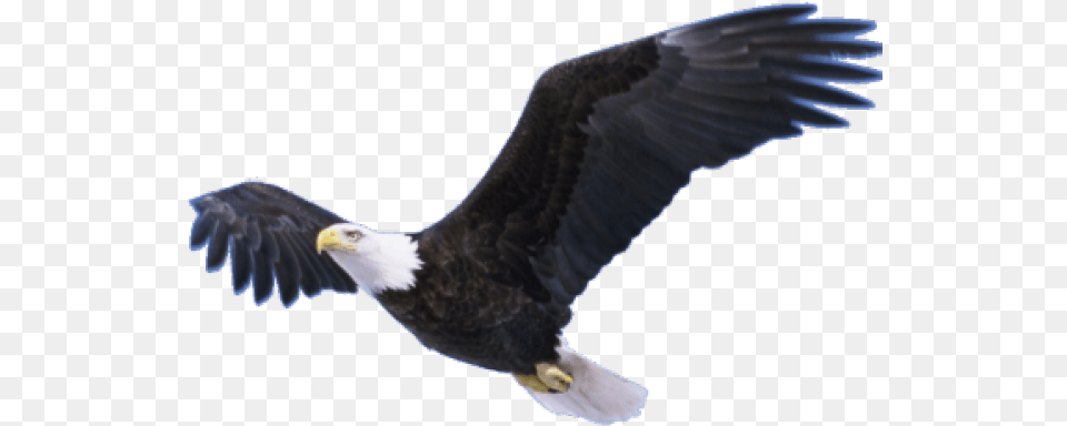 Bald Eagle Images Background Eagle Flying, Animal, Bird, Bald Eagle, Beak Png