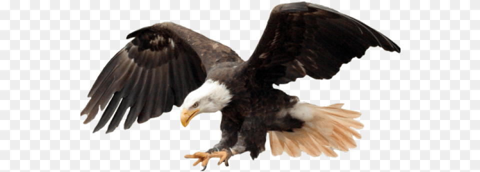 Bald Eagle Images Travis Scott Off White, Animal, Bird, Bald Eagle, Beak Png