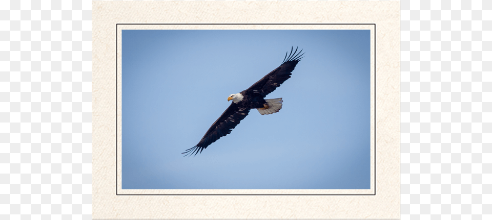 Bald Eagle In Flight Bald Eagle, Animal, Bird, Flying, Bald Eagle Free Png Download