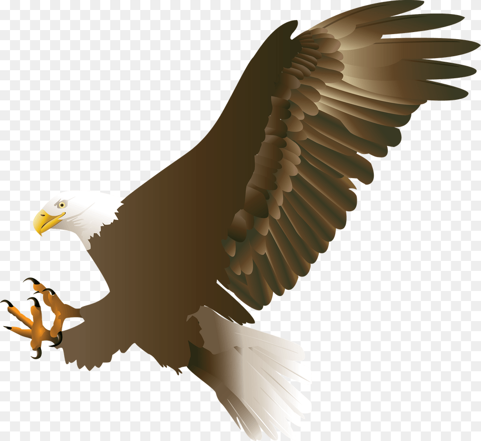 Bald Eagle In Flight Clipart, Animal, Bird, Bald Eagle, Beak Free Transparent Png