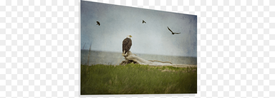 Bald Eagle On Tree Trunk Canvas Print Bald Eagle, Animal, Beak, Bird, Bald Eagle Free Png Download