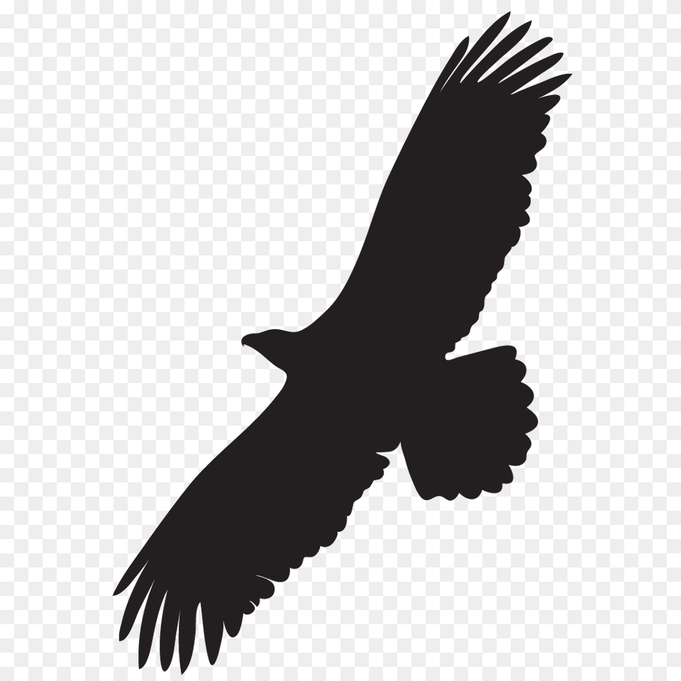 Bald Eagle Overview All About Birds Cornell Lab Of Ornithology, Silhouette, Animal, Bird, Flying Free Transparent Png