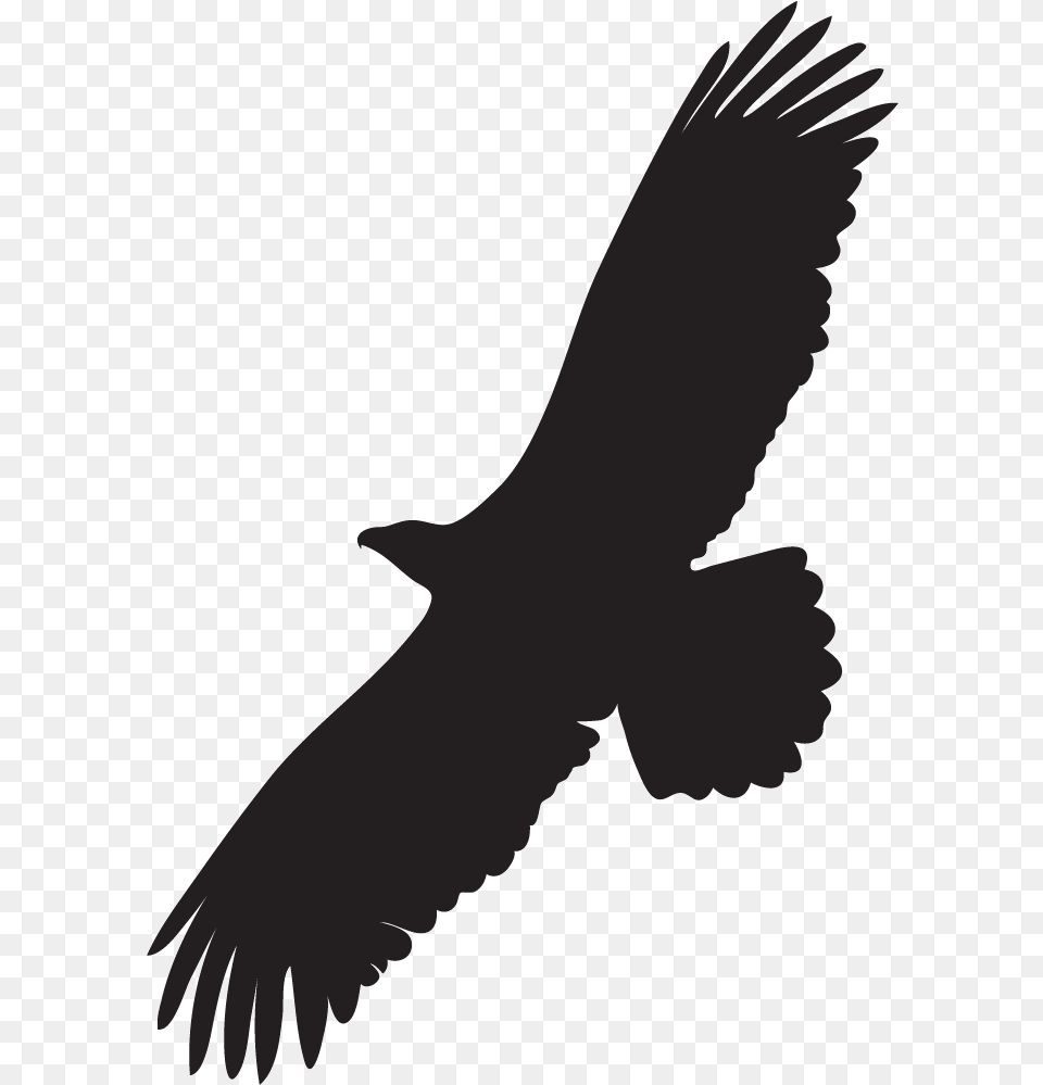 Bald Eagle Overview All About Birds Cornell Lab Of Raptor Bird, Animal, Flying, Vulture, Person Free Png