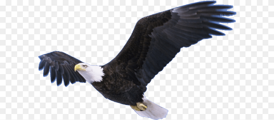 Bald Eagle Pic Flying Eagle Background, Animal, Bird, Bald Eagle, Beak Free Transparent Png