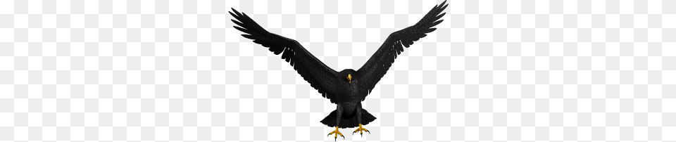 Bald Eagle Picture, Animal, Bird, Blackbird, Vulture Png