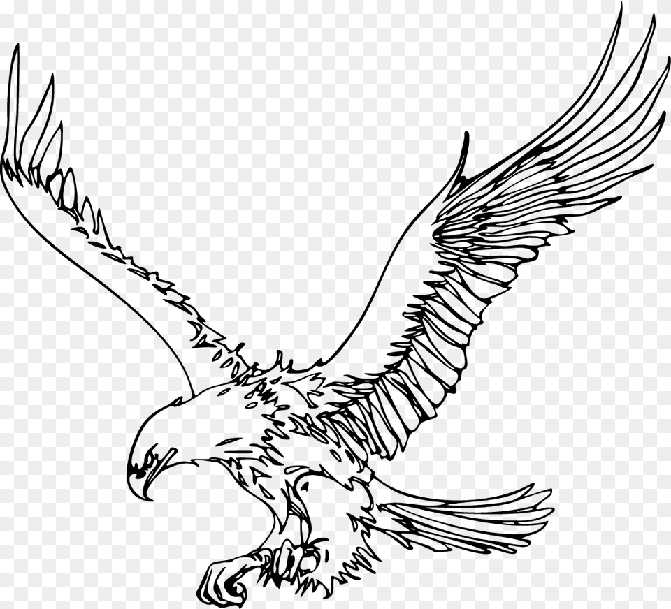 Bald Eagle Pig Drawing Clip Art Outline Images Of Eagle, Gray Png