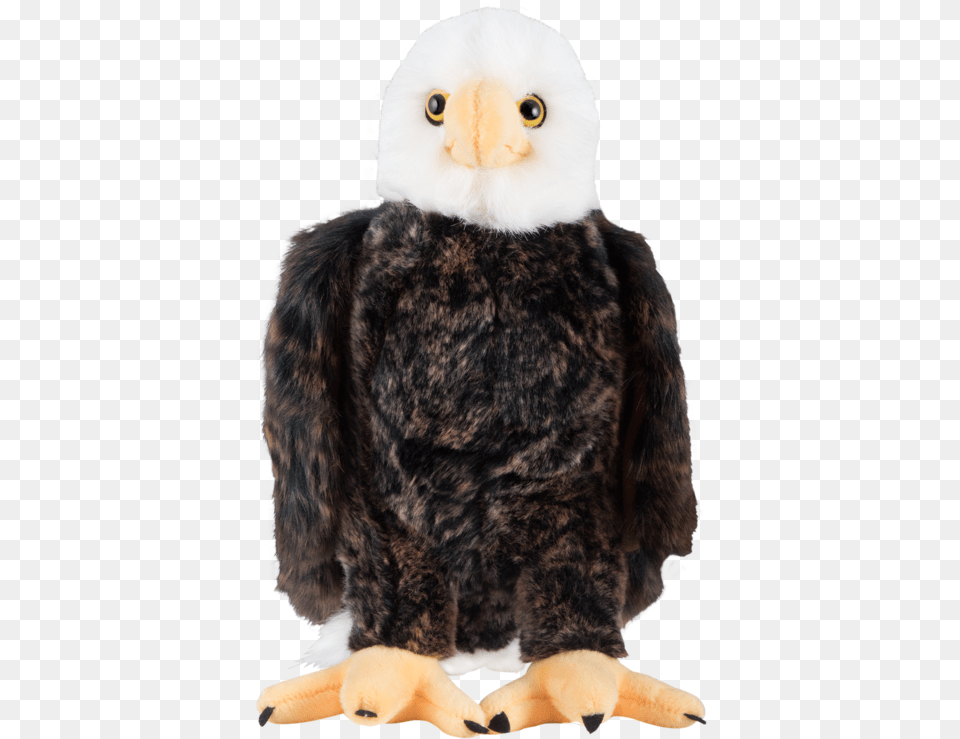 Bald Eagle Plush Eagle Stuffed Animal Background, Beak, Bird Png Image