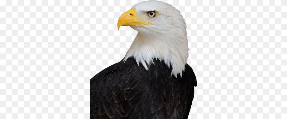 Bald Eagle Psd Bald Eagle Trump Hair, Animal, Bird, Beak, Bald Eagle Png
