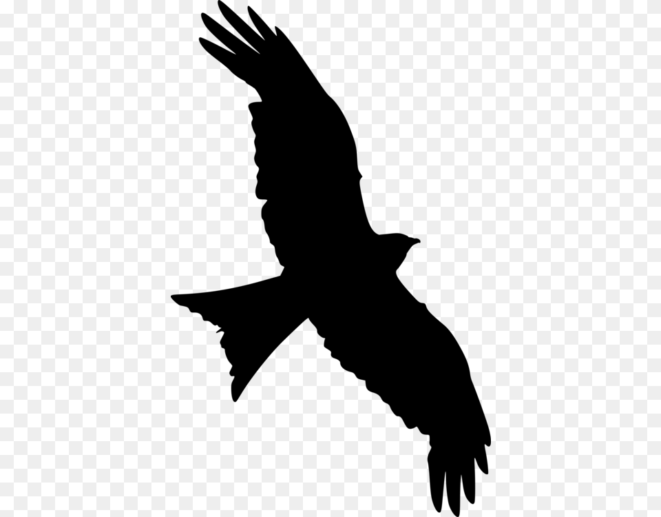 Bald Eagle Silhouette Bird Falcon Star Wars, Gray Png