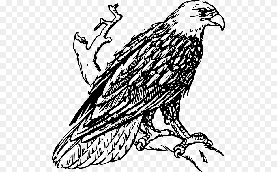 Bald Eagle Standing On The Branch Clip Art Description, Animal, Bird, Vulture, Person Free Transparent Png