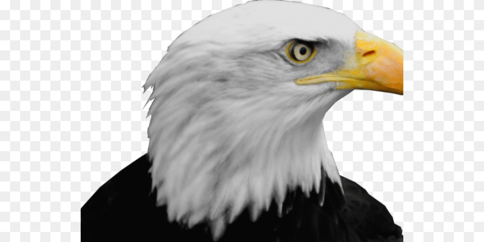 Bald Eagle Transparent Bald Eagle Head, Animal, Beak, Bird, Bald Eagle Png Image
