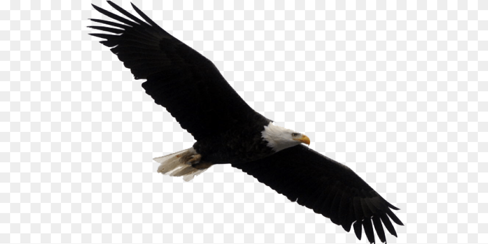 Bald Eagle Images Bald Eagle Blank Background, Animal, Bird, Flying, Beak Free Transparent Png