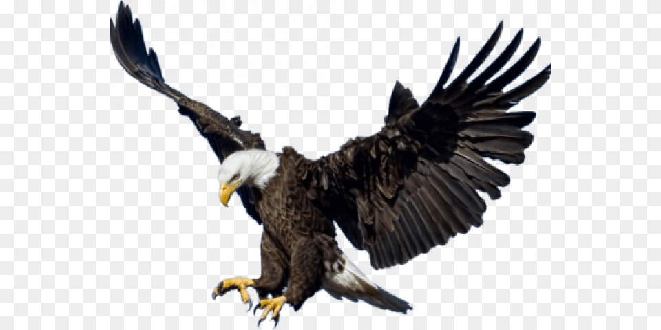Bald Eagle Transparent Images Eagle, Animal, Bird, Bald Eagle, Flying Png Image