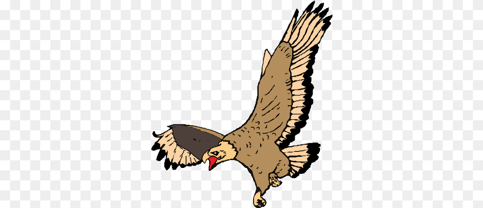 Bald Eagle Transprent Desenho De Aguia Voando, Animal, Flying, Bird, Vulture Free Png Download