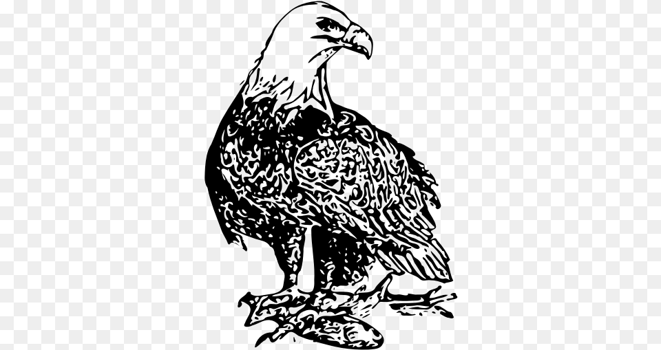 Bald Eagle Vector Art, Gray Free Png Download
