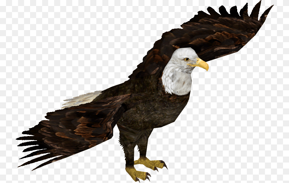 Bald Eagle Wedge Tailed Eagle Transparent, Animal, Bird, Beak, Bald Eagle Free Png Download
