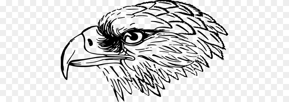 Bald Eagle White Tailed Eagle Bird Black And White Falcon Black And White Clip Art, Gray Png Image