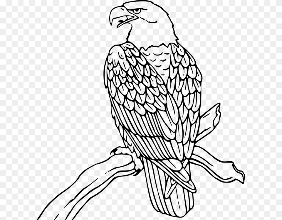 Bald Eagle White Tailed Eagle Philippine Eagle Golden Eagle, Gray Free Png