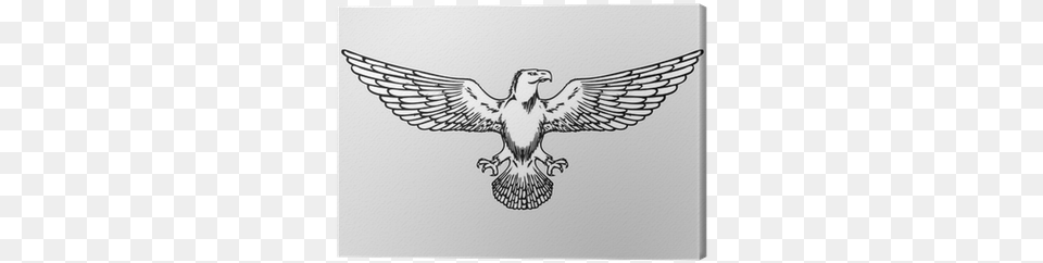Bald Eagle Wings, Art, Drawing, Animal, Bird Free Transparent Png