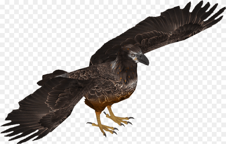 Bald Eagle Young Skin Tamara Henson Turkey Vulture, Animal, Bird, Buzzard, Hawk Free Png Download