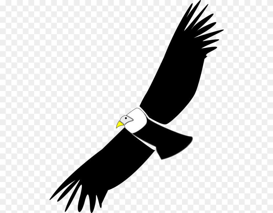 Bald Eagleaccipitridaesea Eagle Condor Clip Art, Animal, Beak, Bird Free Png Download