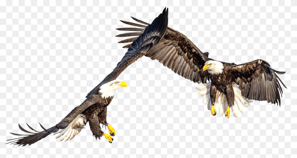 Bald Eagles, Animal, Bird, Eagle, Flying Free Png