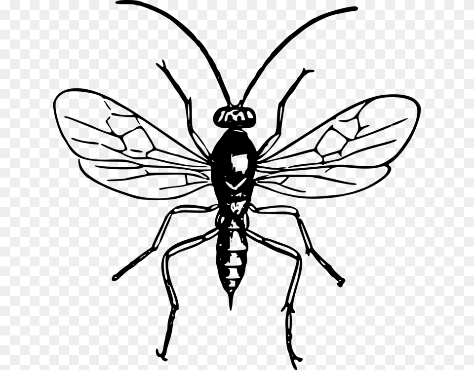Bald Faced Hornet Insect Wasp Bee, Gray Free Png
