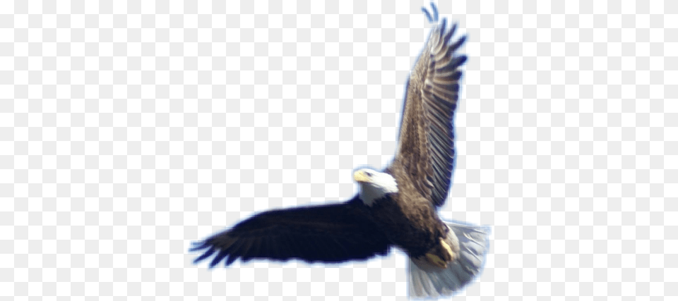 Baldeagle Eagle Bird Birdofprey Flying Eagle, Animal, Bald Eagle, Beak Free Transparent Png