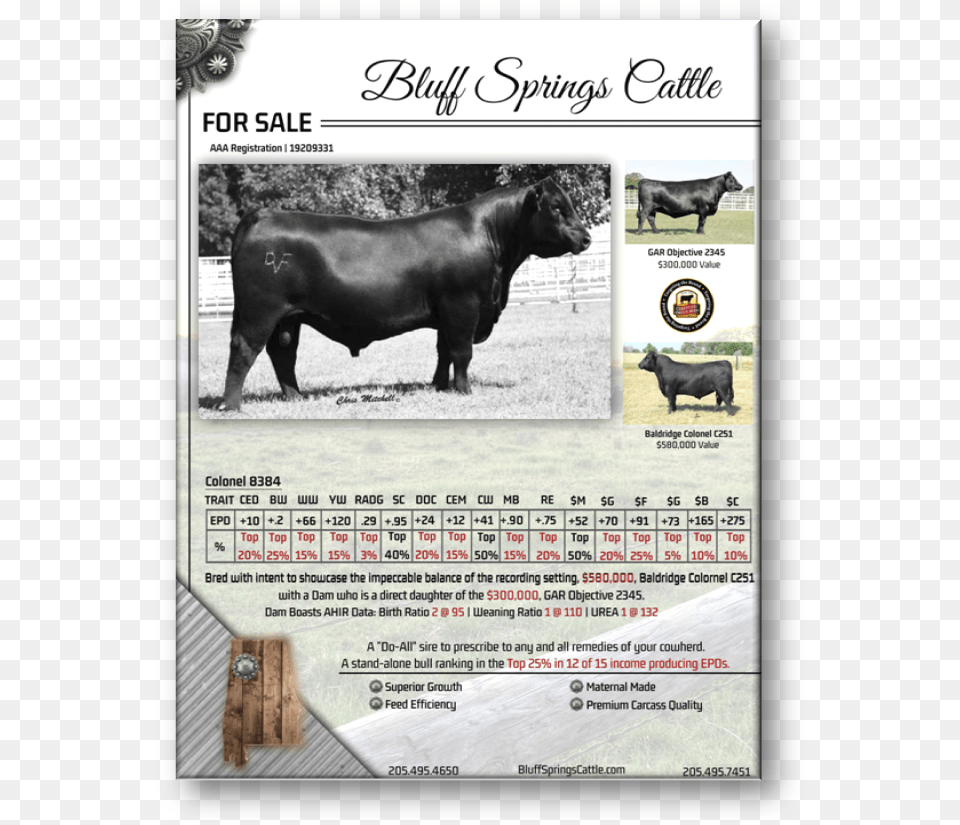 Baldridge Colonel Ad Bull, Angus, Animal, Cattle, Livestock Png Image