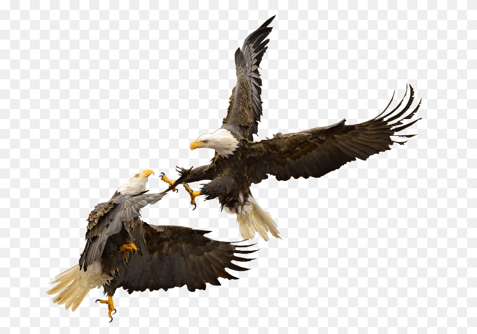 Bale Eagles, Animal, Beak, Bird, Eagle Png