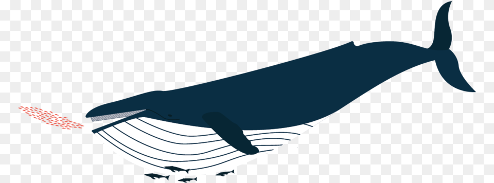 Baleen Design Clip Art, Animal, Mammal, Sea Life, Whale Free Png