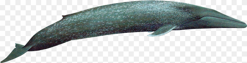 Baleen Whale, Animal, Mammal, Sea Life, Fish Png