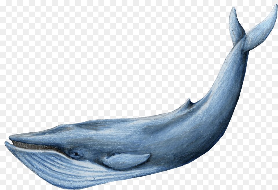Baleen Whale Blue Whale Background, Animal, Mammal, Sea Life, Fish Free Transparent Png