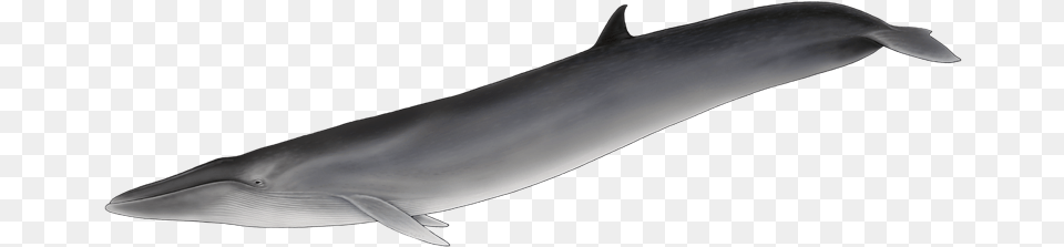 Baleia De Barbatana Dorsal, Animal, Mammal, Sea Life, Whale Png Image