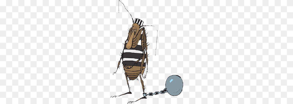 Ball Animal, Device, Grass, Lawn Png