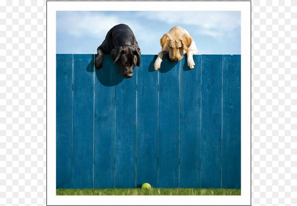 Ball Crazy Labradors Card, Animal, Mammal, Pet, Fence Free Transparent Png