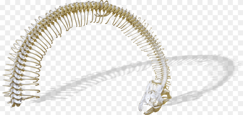 Ball Python, Skeleton Png