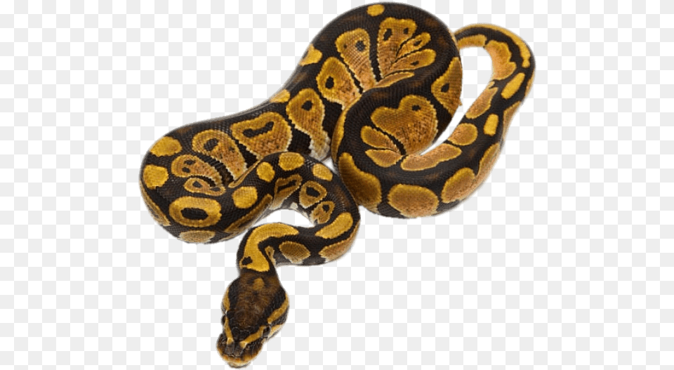 Ball Python, Animal, Reptile, Snake Free Png