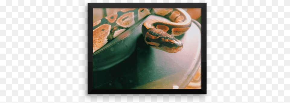 Ball Python Photograph Poster Print Still Life, Animal, Reptile, Snake, Rock Python Png