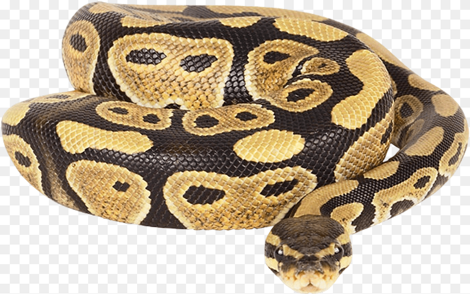 Ball Python Transparent Background, Animal, Reptile, Snake Png Image