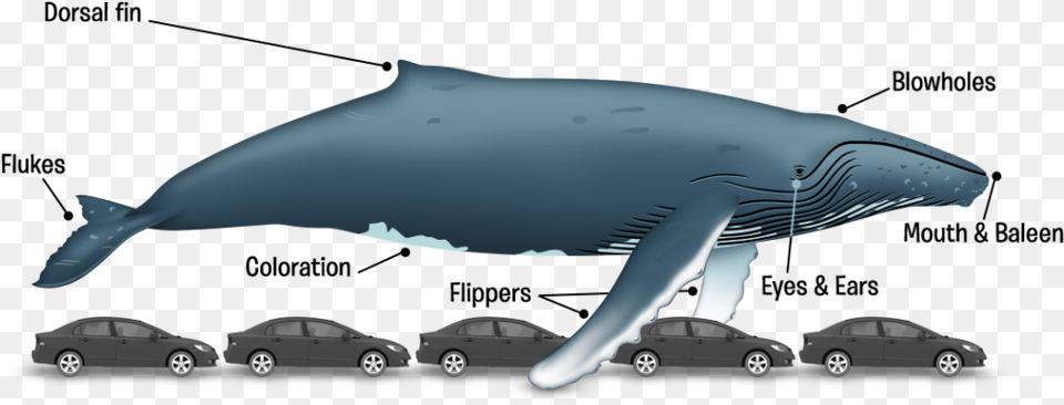 Ballena En Long Is 62 Ft, Animal, Whale, Sea Life, Mammal Png Image