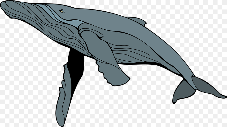 Ballena Gris Mam Mamferos Humpback Whale Clipart, Animal, Mammal, Sea Life, Fish Png Image