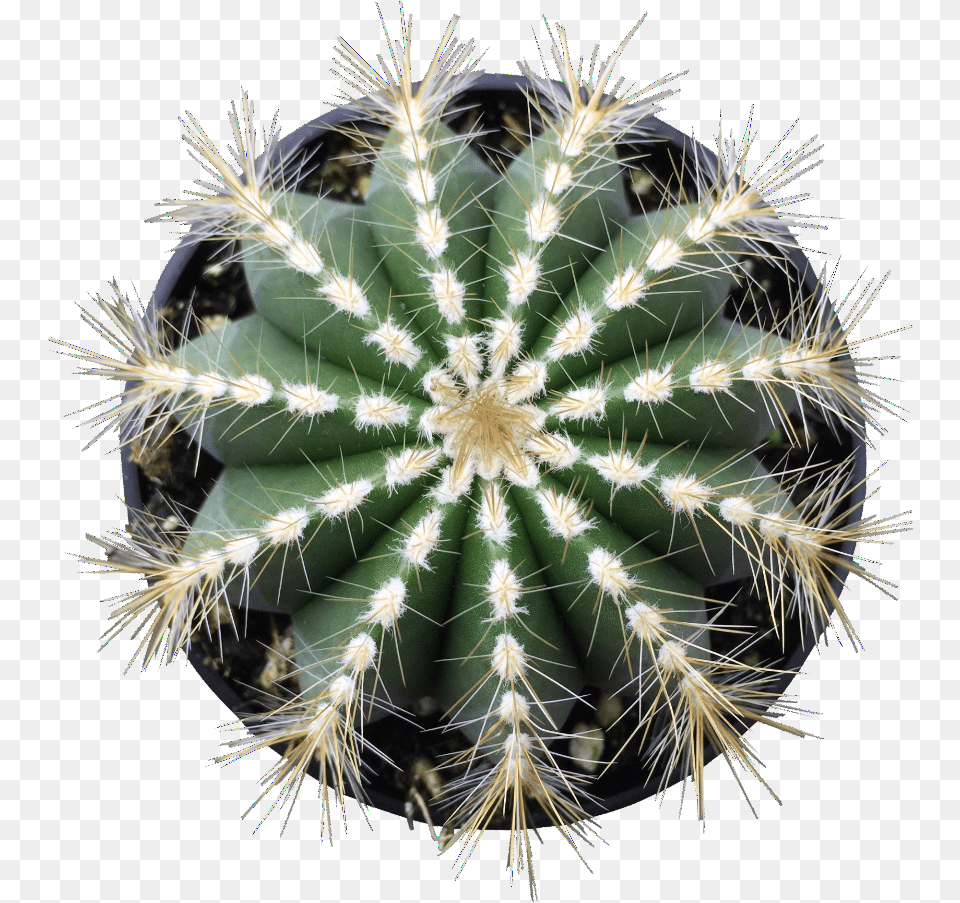 Balloon Cactus Darts Board Graphic Designs, Plant Png