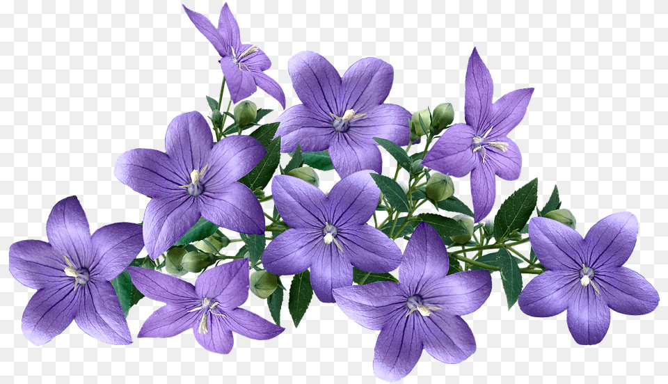 Balloon Flower, Geranium, Plant, Petal, Acanthaceae Free Png