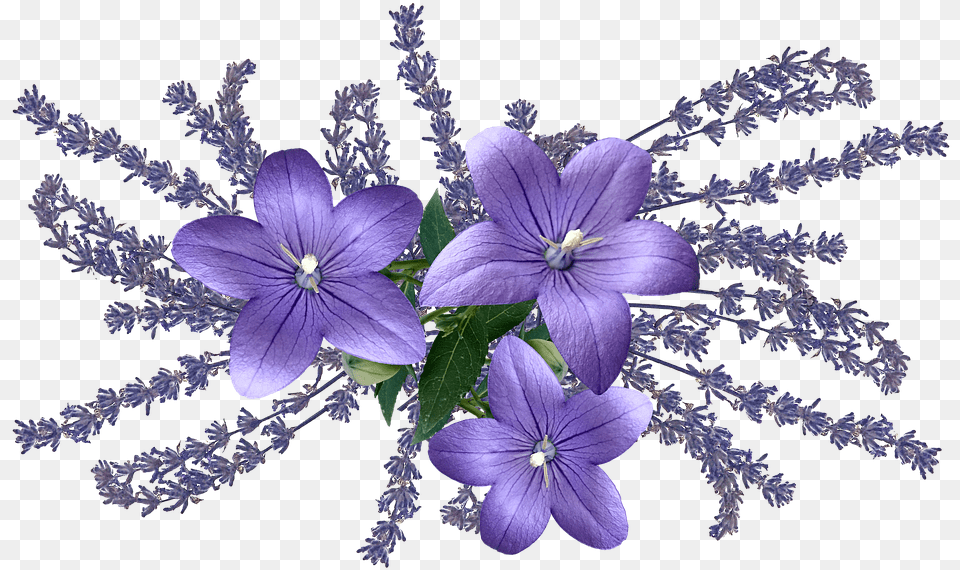 Balloon Flower, Geranium, Plant, Purple, Lavender Free Png