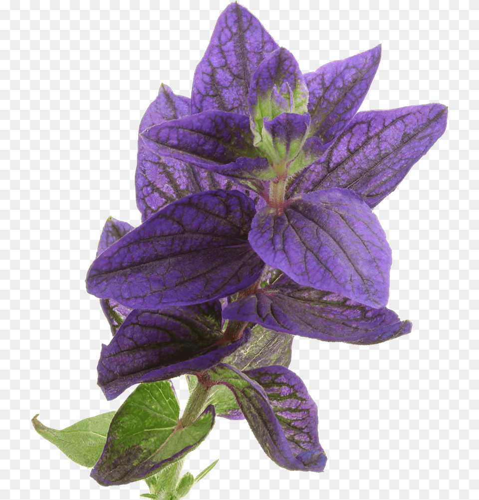 Balloon Flower, Plant, Acanthaceae, Geranium, Purple Png