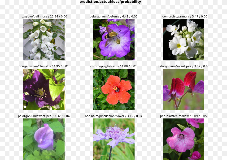 Balloon Flower, Anemone, Plant, Petal, Geranium Free Png Download