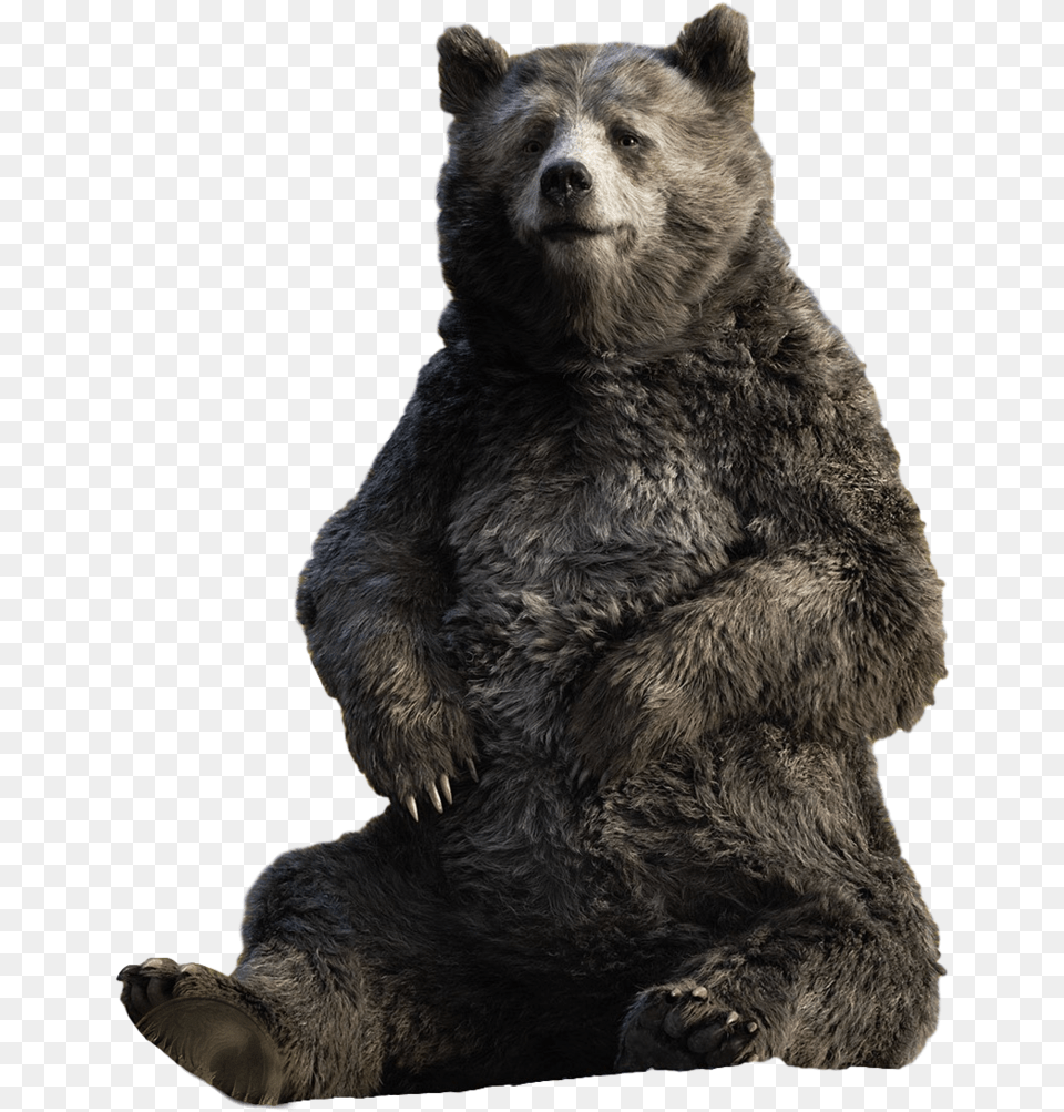 Baloo Live Action Baloo Jungle Book, Animal, Bear, Mammal, Wildlife Png