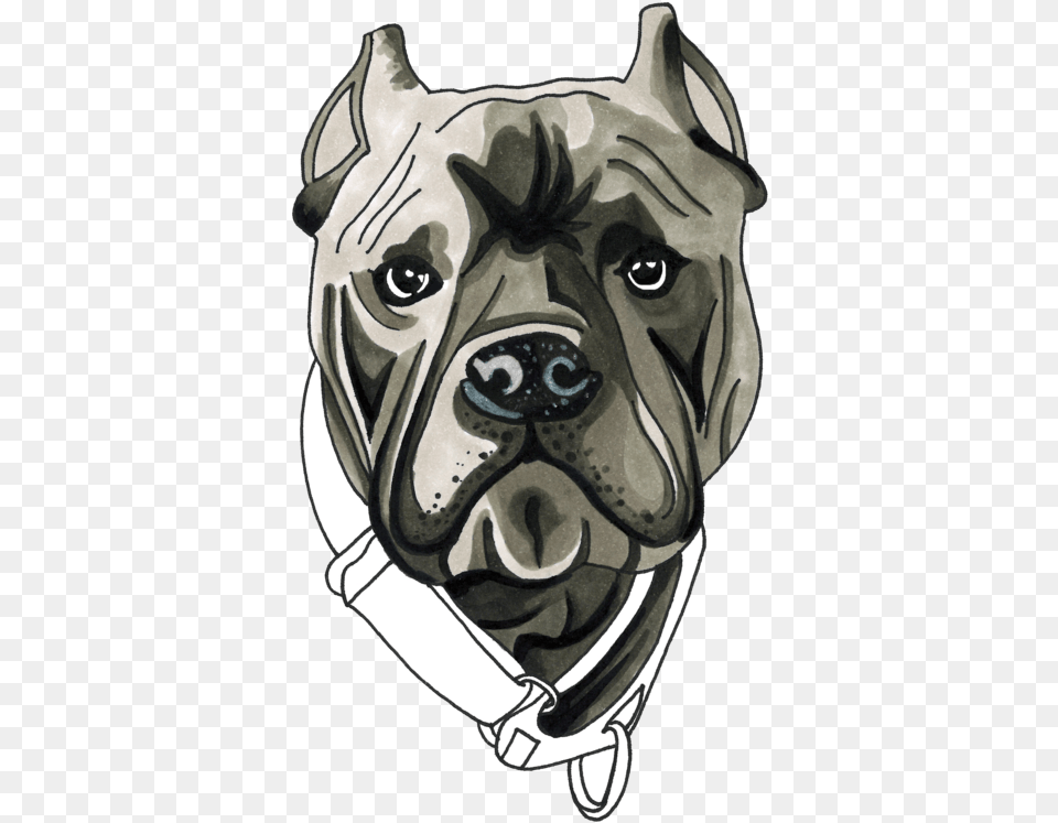 Baloo S Chews Canis Panther, Art, Animal, Bulldog, Canine Free Transparent Png