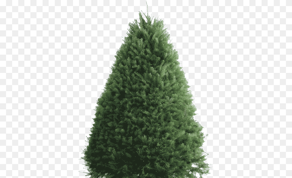 Balsam Fir Douglas Fir Artificial Christmas Tree Fir, Pine, Plant Free Png Download